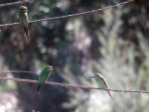 mBeeeater1.jpg